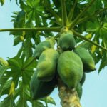 Papaya Leaf Extract