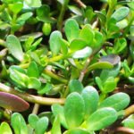 Brahmi Extract