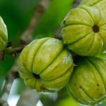 Garcinia Cambogia Extract